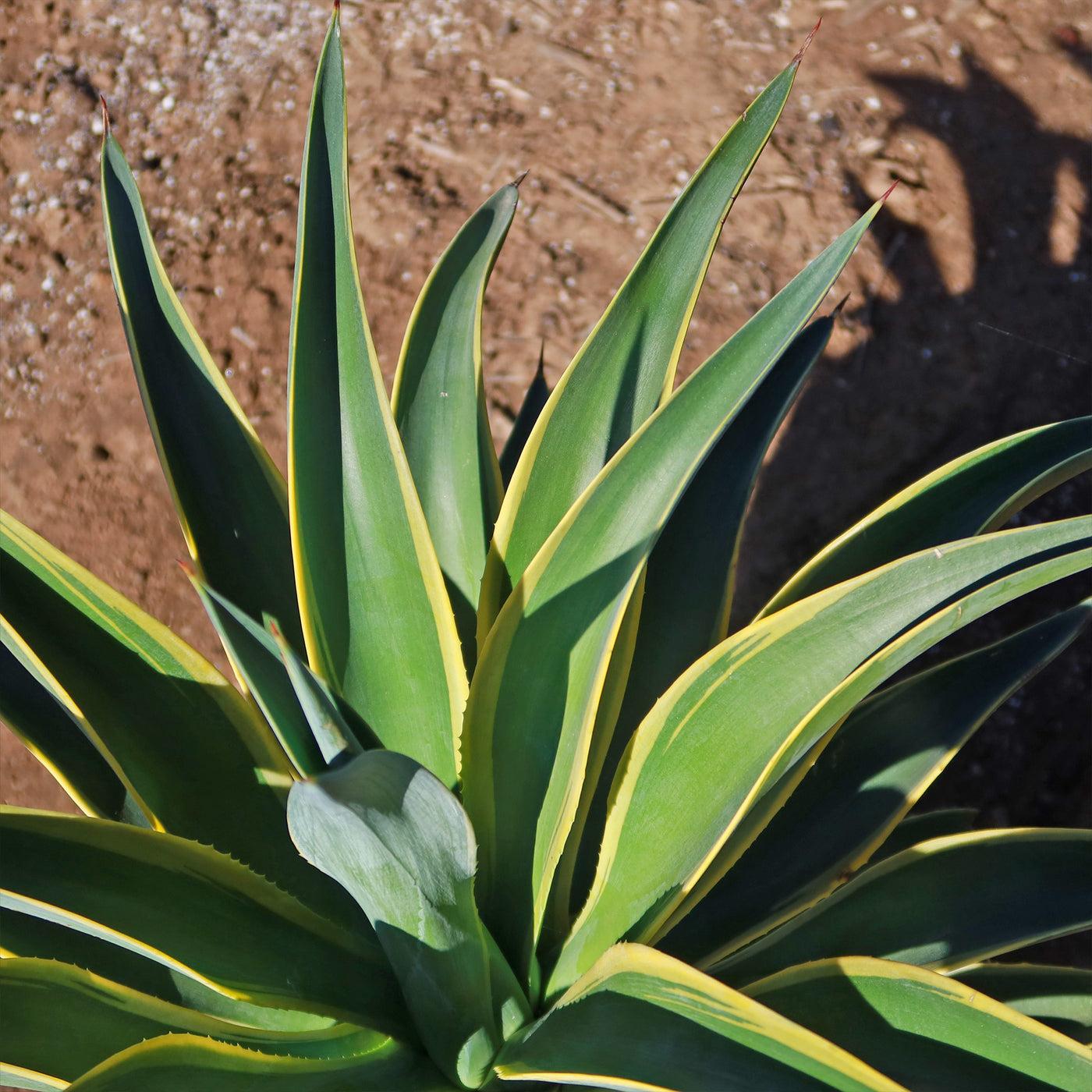 Agave Variegated - View 16 from www redcrocus com