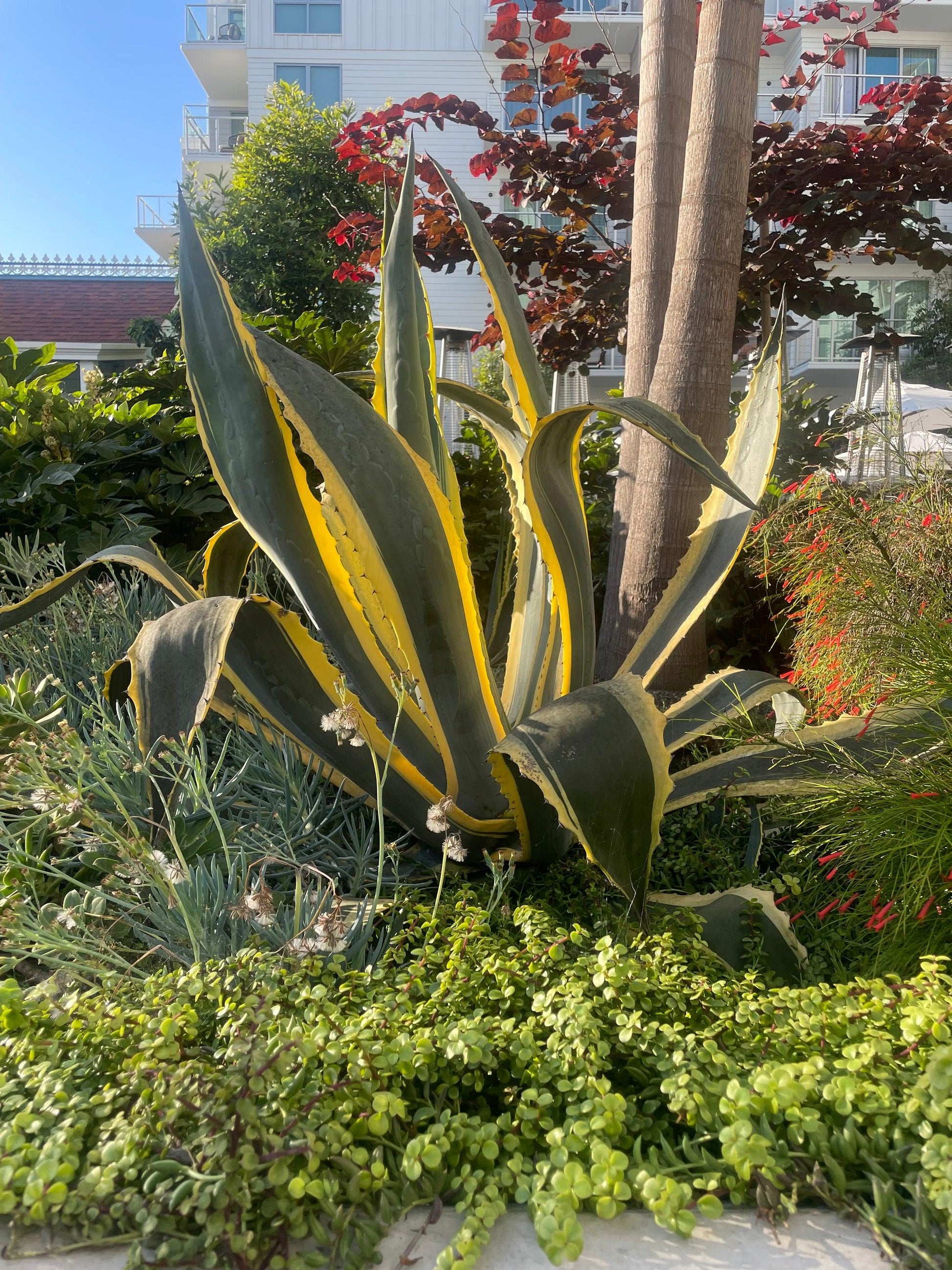 Agave Variegated - View 17 from www redcrocus com