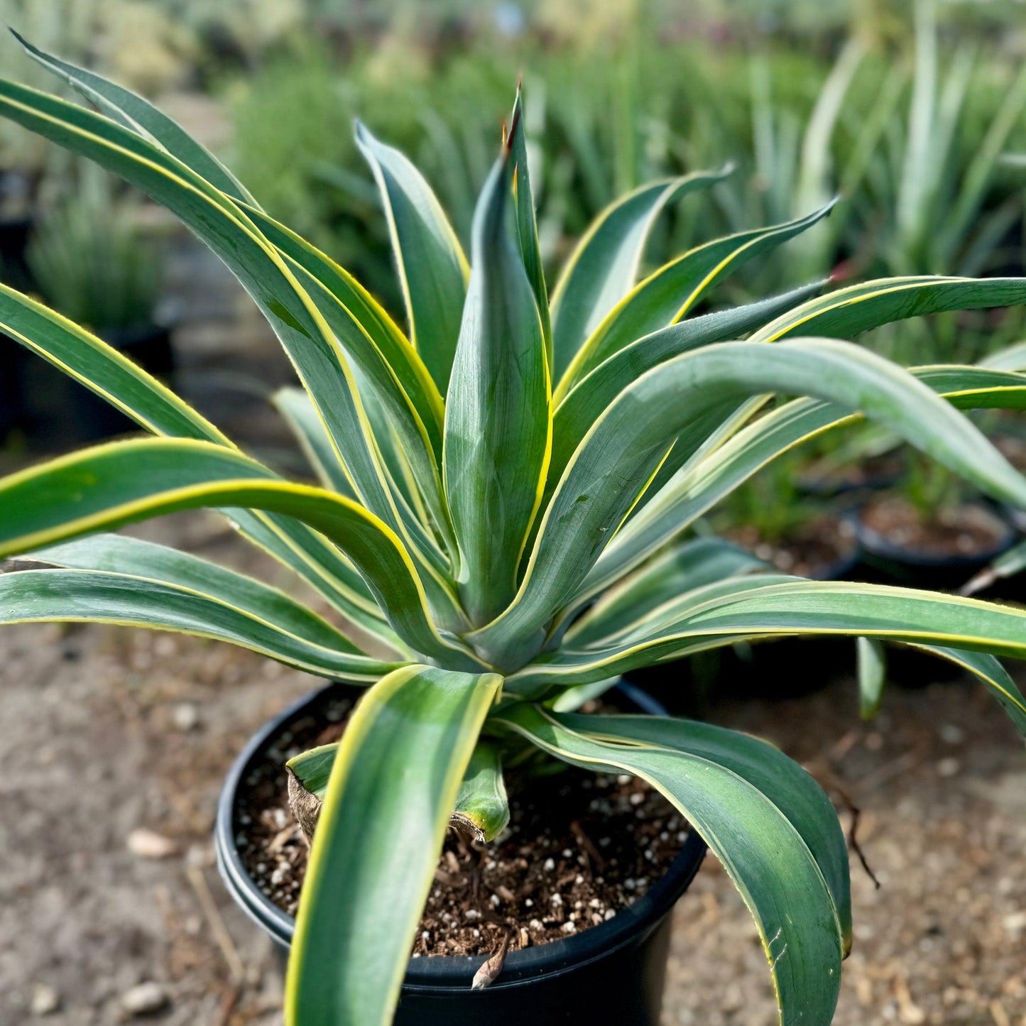 Agave Variegated - View 18 from www redcrocus com