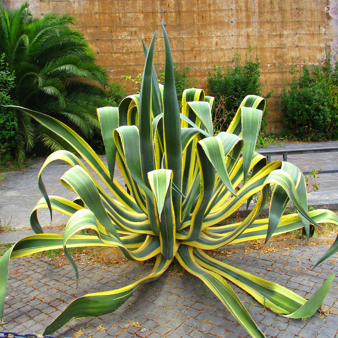 Agave Variegated - View 19 from www redcrocus com