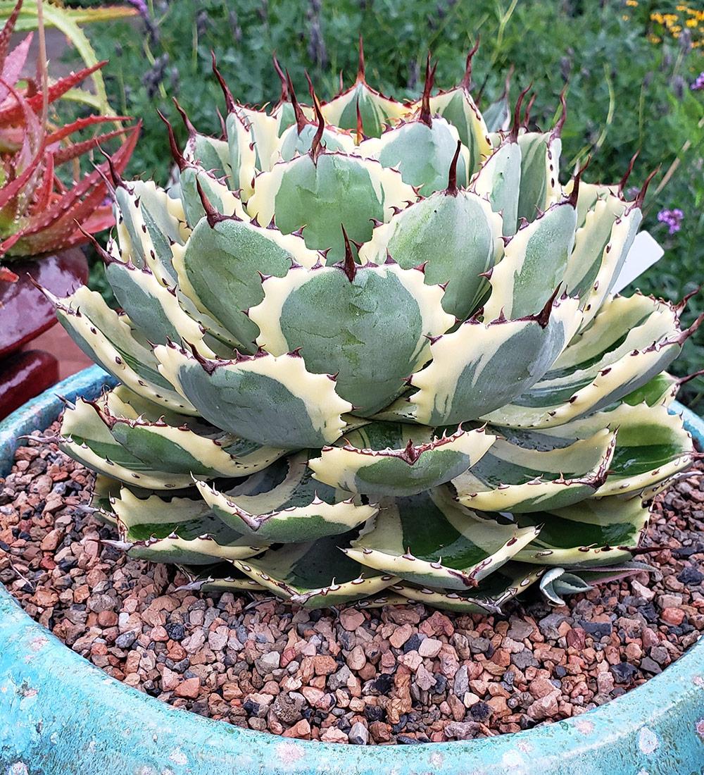 Agave Variegated - View 20 from www redcrocus com