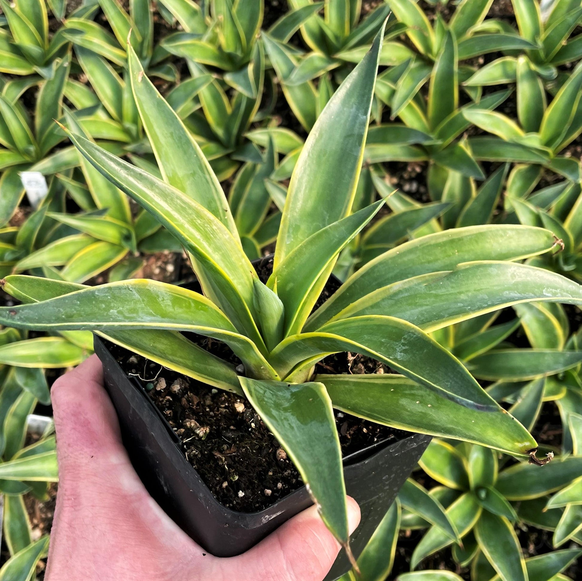 Agave Variegated - View 22 from www redcrocus com