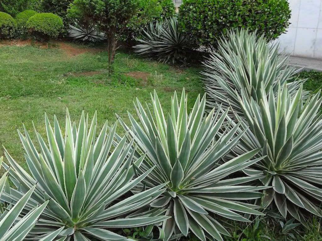 Agave Variegated - View 23 from www redcrocus com