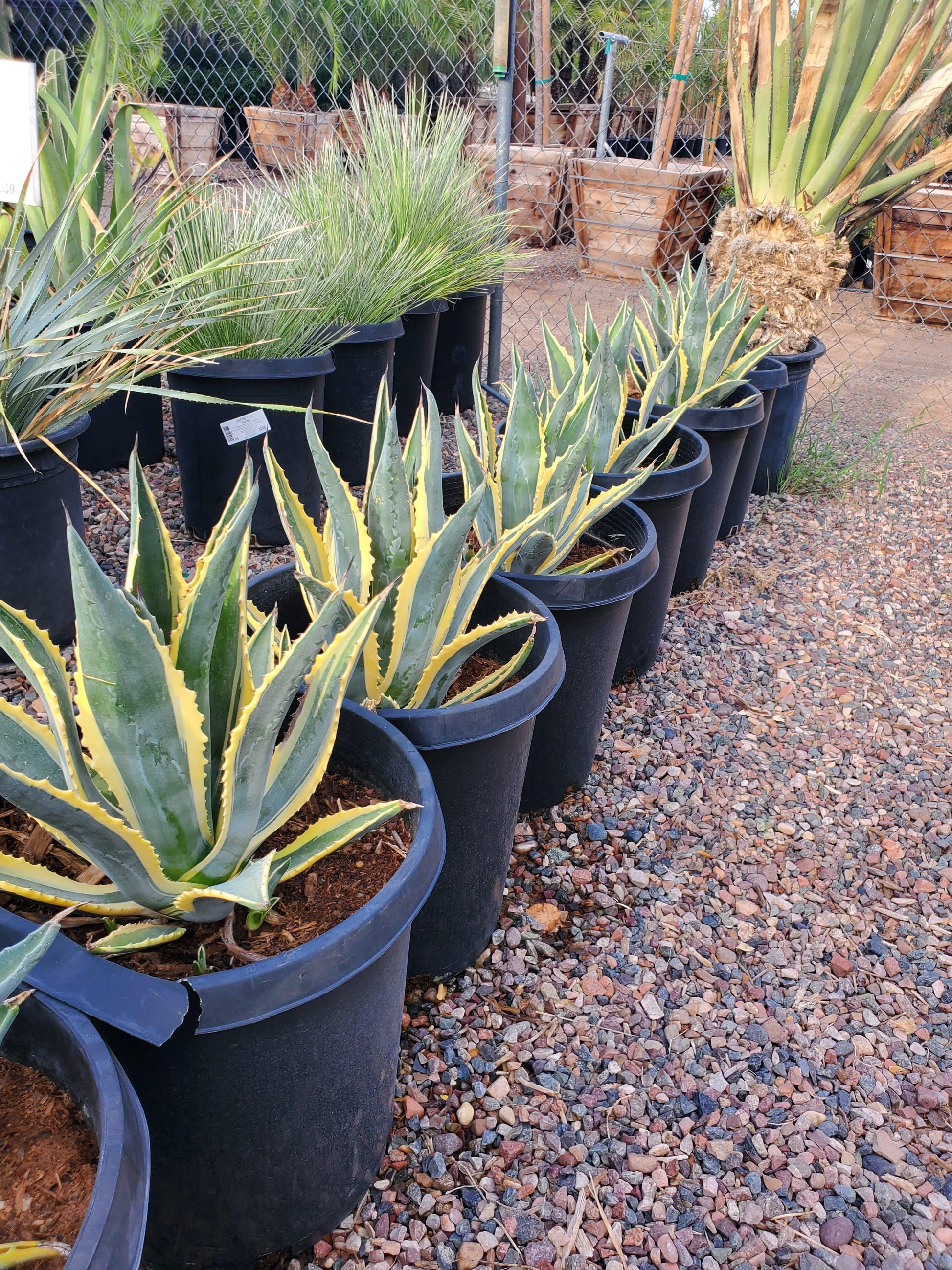 Agave Variegated - View 24 from www redcrocus com