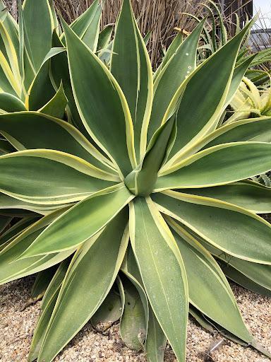 Agave Variegated - View 25 from www redcrocus com