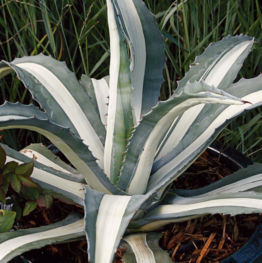 Agave Variegated - View 26 from www redcrocus com
