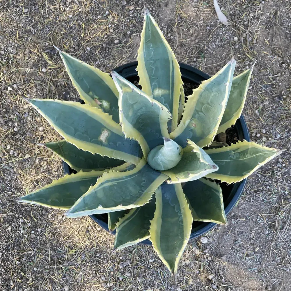 Agave Variegated - View 28 from www redcrocus com