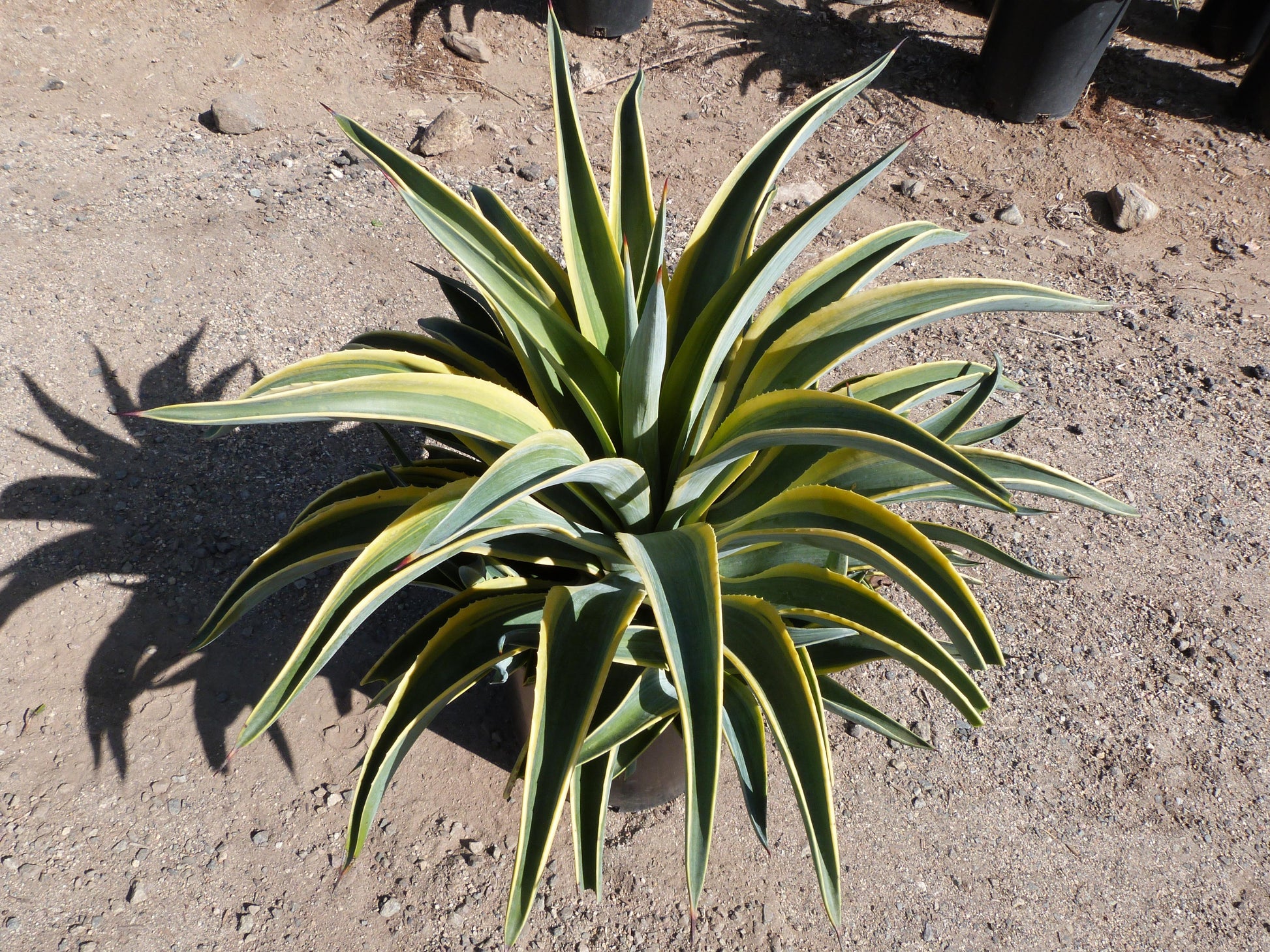 Agave Variegated - View 29 from www redcrocus com