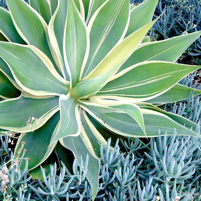 Agave Variegated - View 2 from www redcrocus com