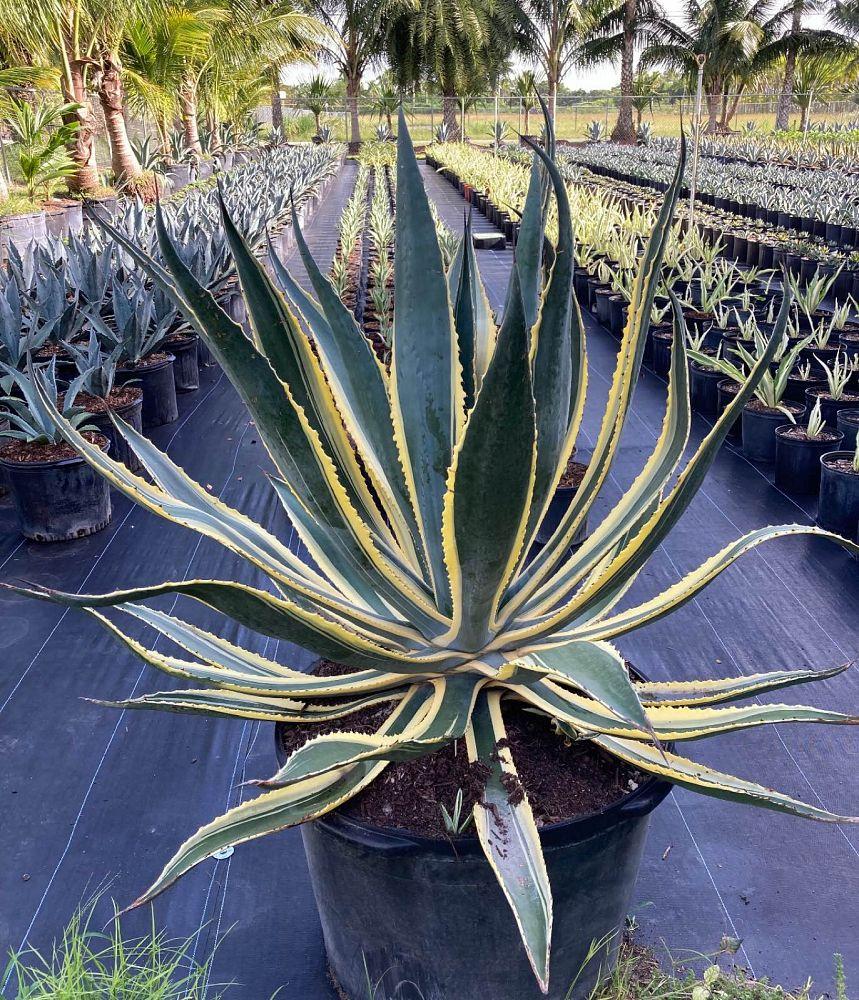 Agave Variegated - View 30 from www redcrocus com