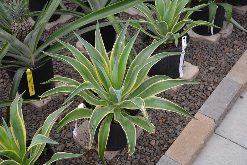 Agave Variegated - View 32 from www redcrocus com