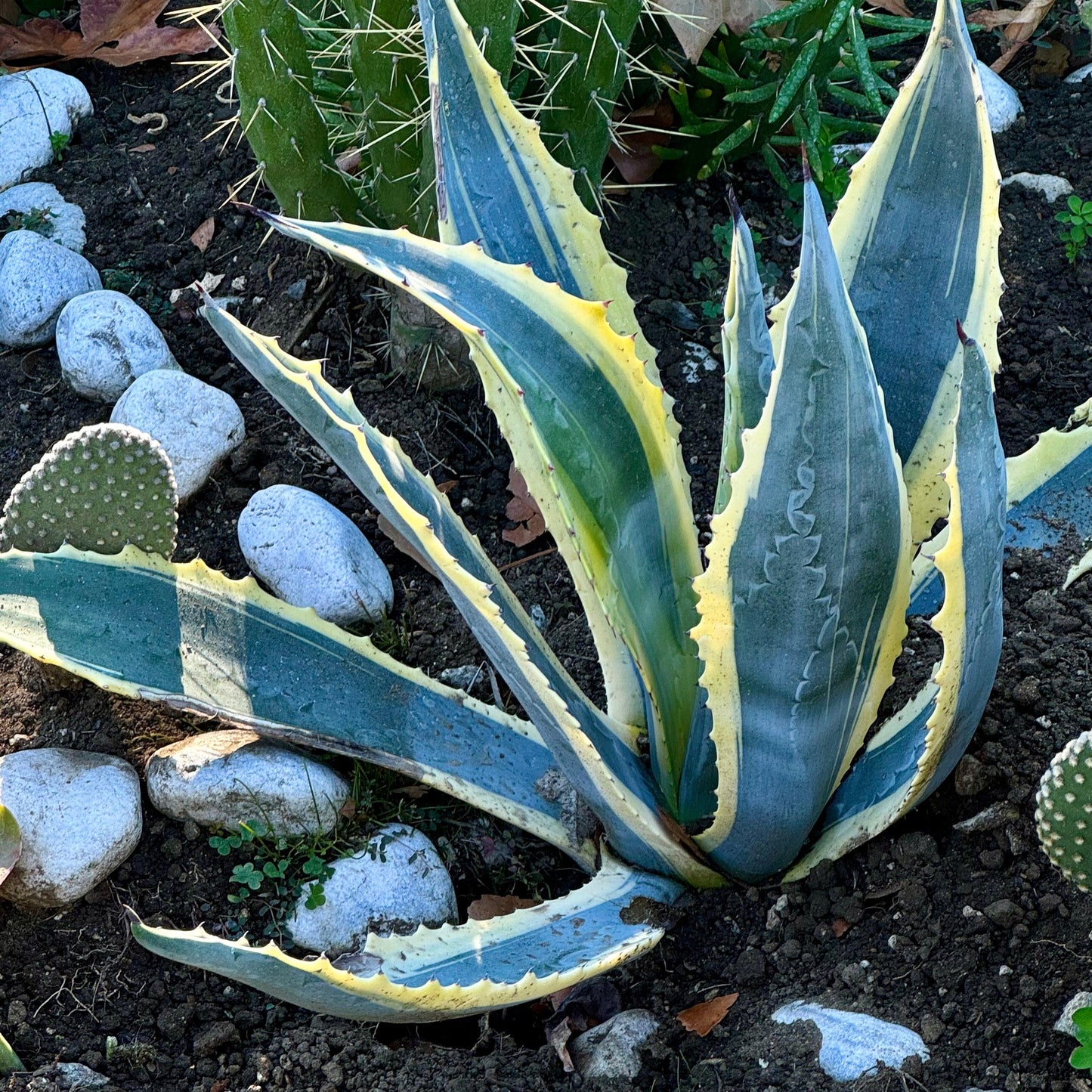 Agave Variegated - View 34 from www redcrocus com