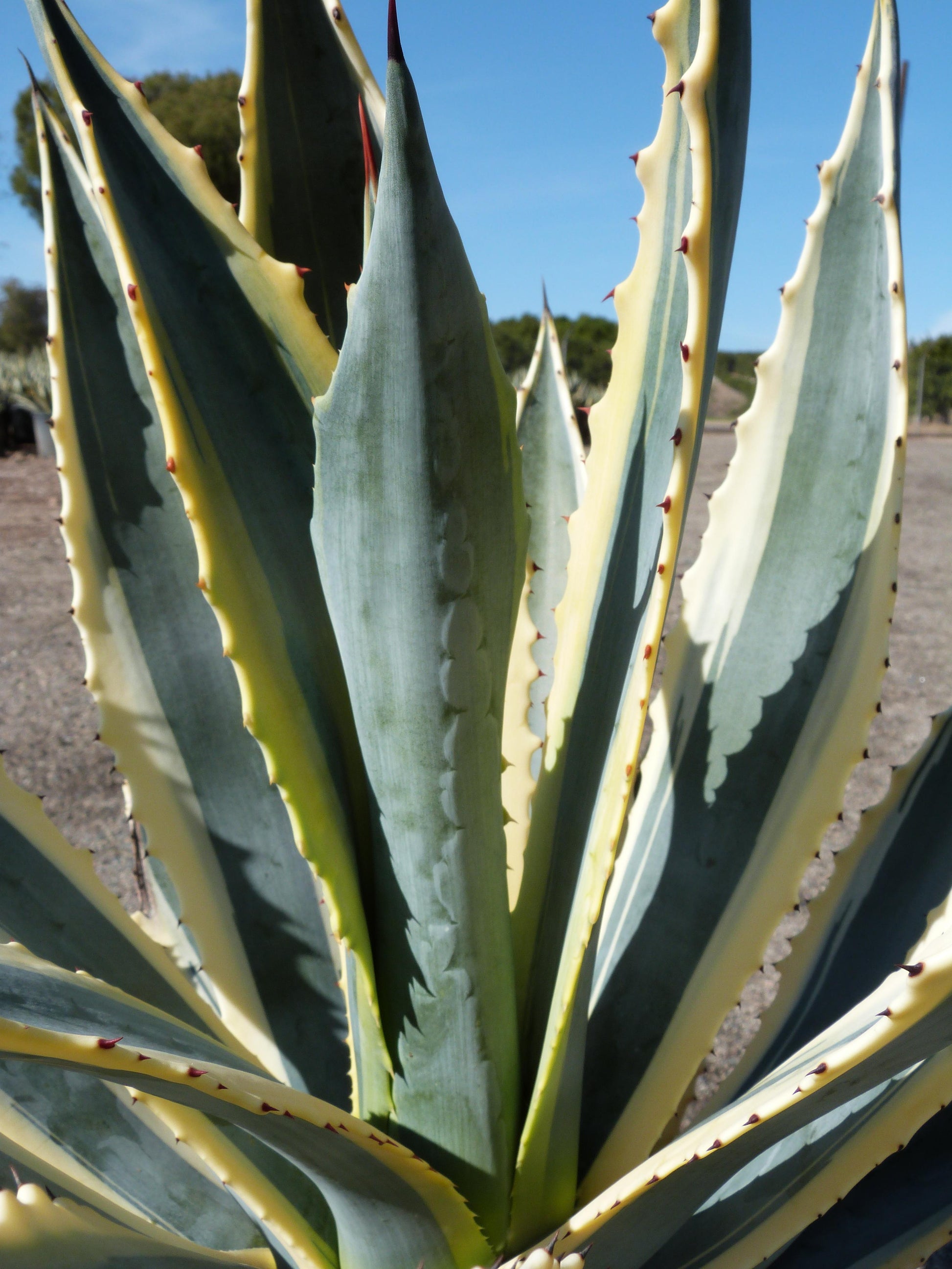 Agave Variegated - View 36 from www redcrocus com