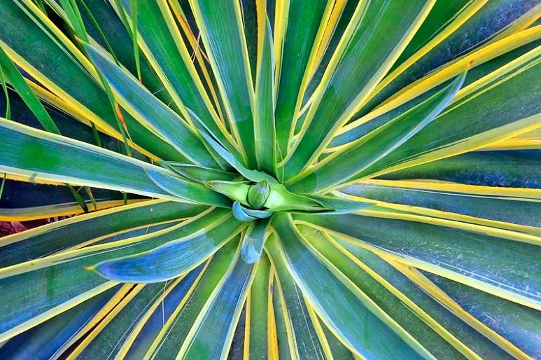 Agave Variegated - View 37 from www redcrocus com