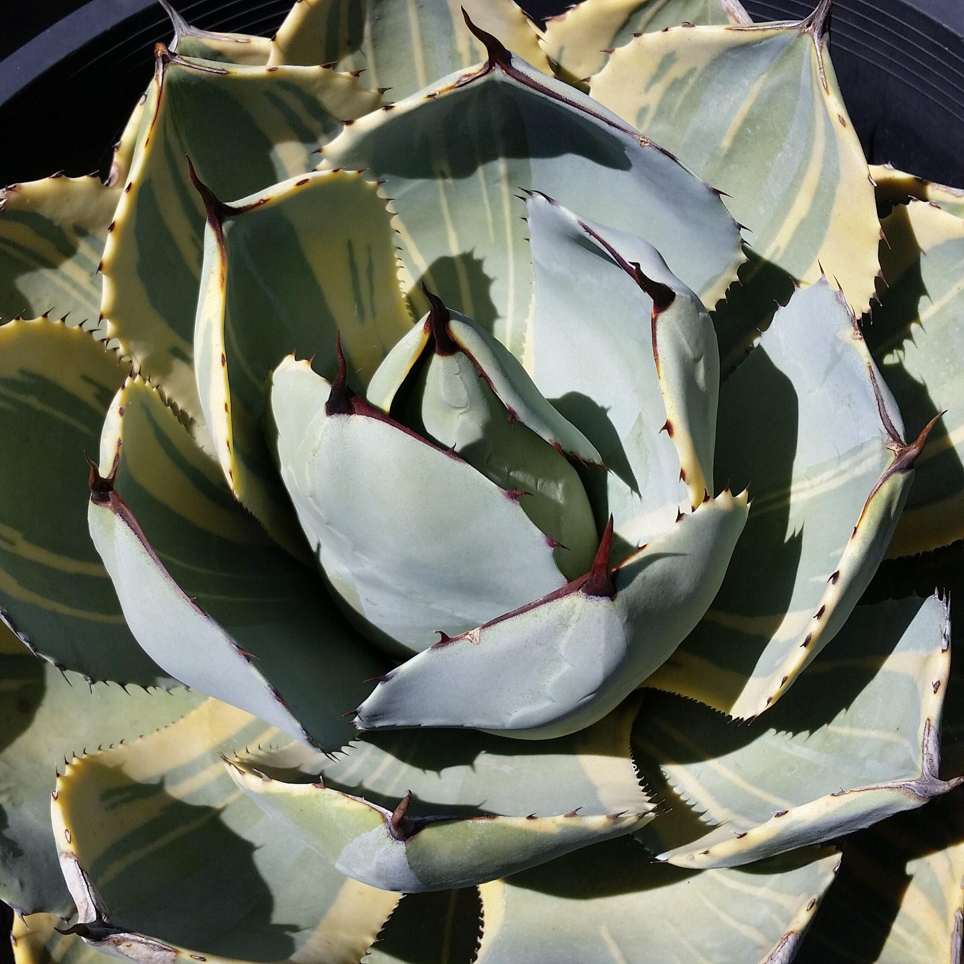 Agave Variegated - View 38 from www redcrocus com
