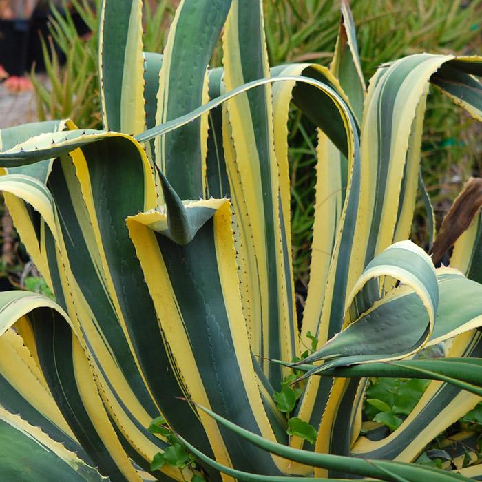 Agave Variegated - View 3 from www redcrocus com