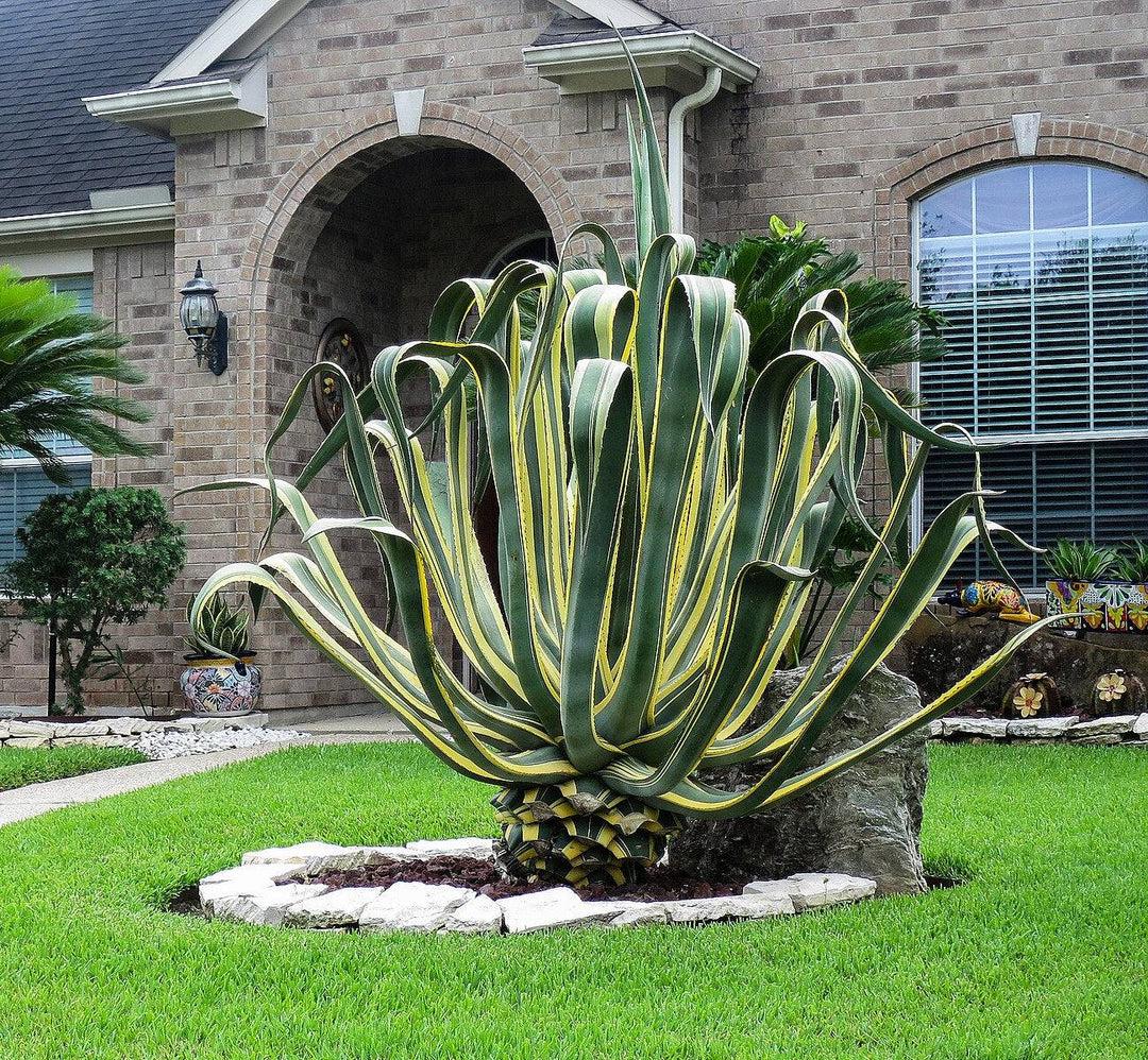 Agave Variegated - View 4 from www redcrocus com