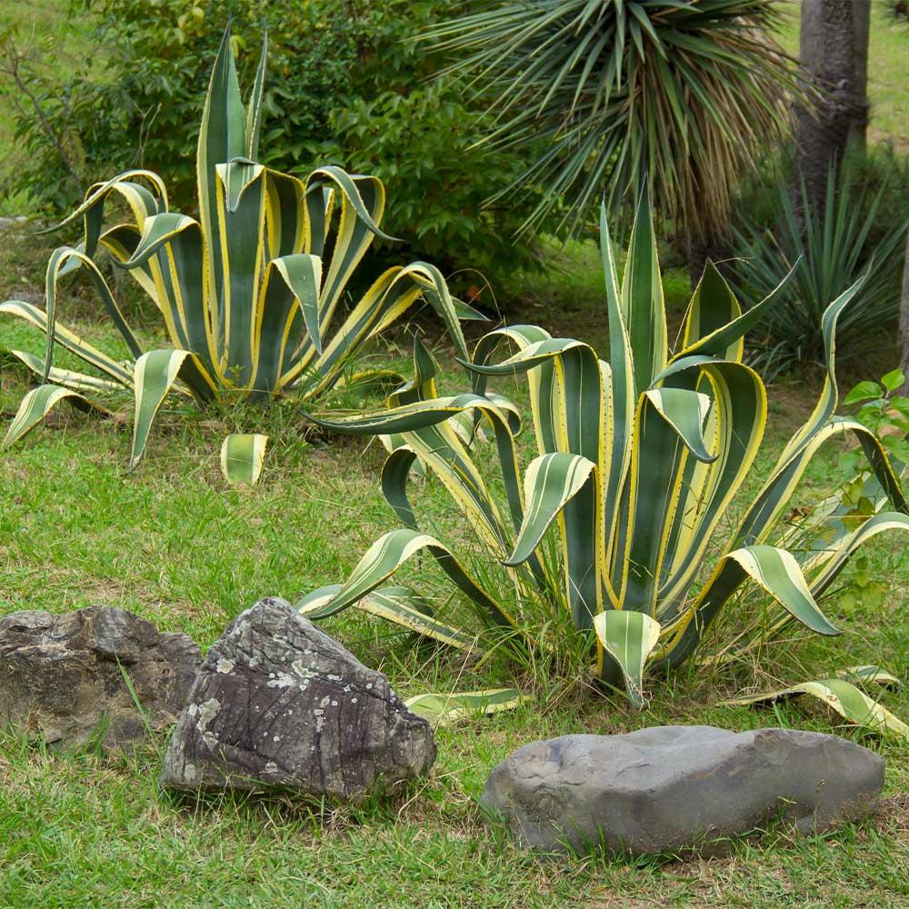 Agave Variegated - View 5 from www redcrocus com