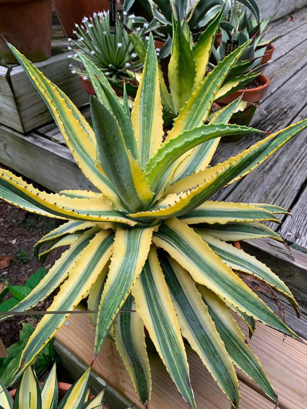 Agave Variegated - View 6 from www redcrocus com
