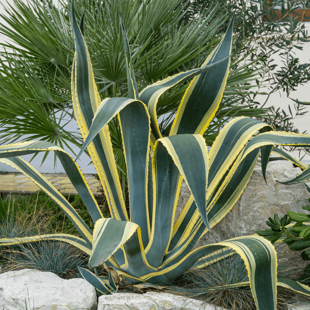 Agave Variegated - View 7 from www redcrocus com