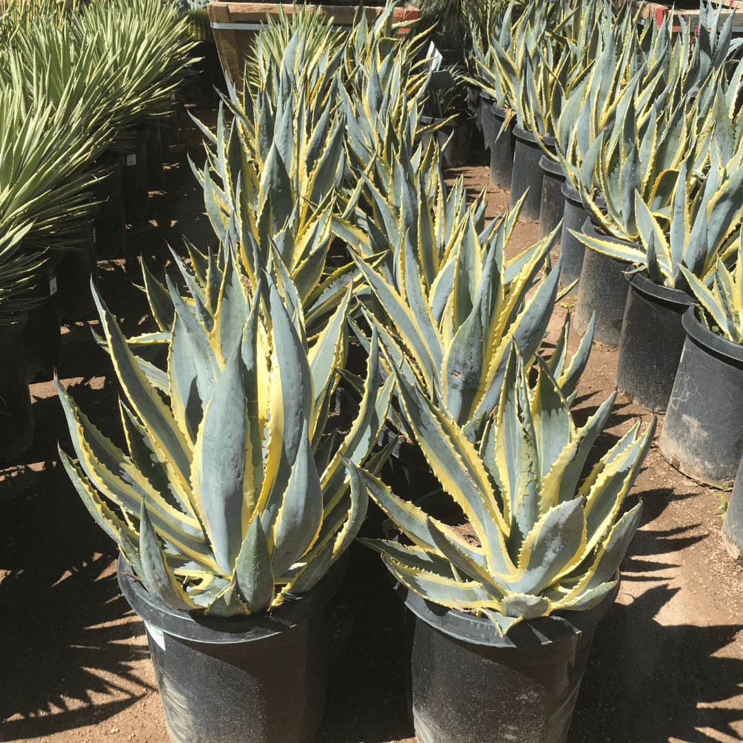 Agave Variegated - View 9 from www redcrocus com
