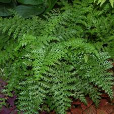 RedCrocus Fern - Austral Gem Indoor Shade Fern for Containers & Gardens, 1-2 ft, Non-Toxic, Pet & Deer Resistant  4" Pot (Pack of 2)