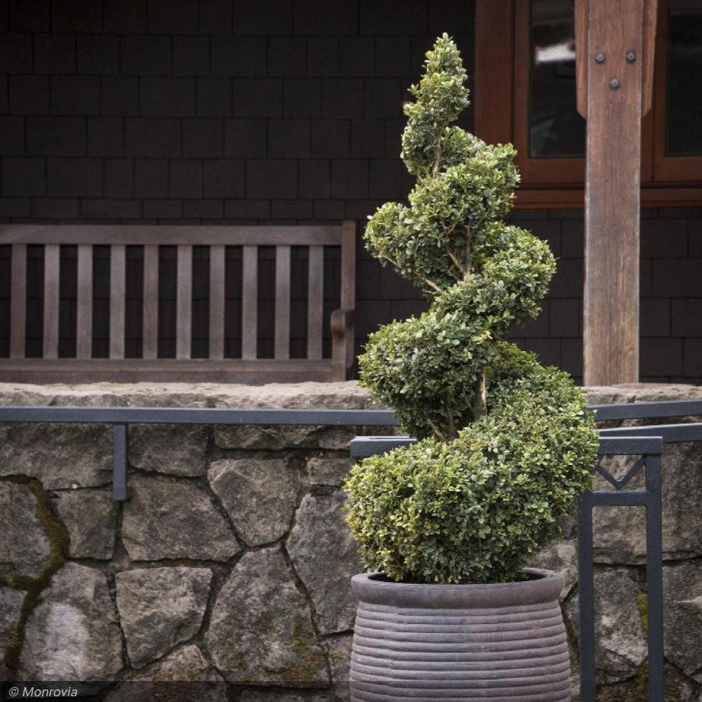 B6 Buxus Green Mountain Topiary Spiral Topiary - View 11 from www redcrocus com