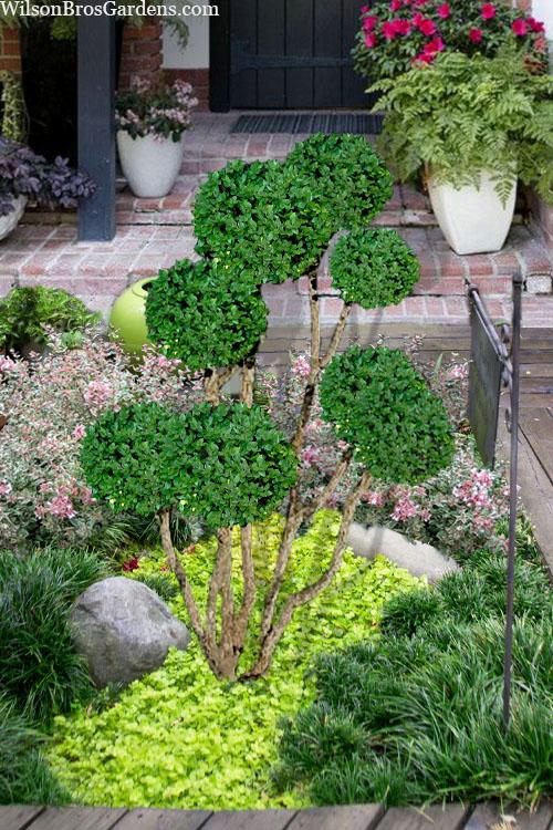 B6 Buxus Green Mountain Topiary Spiral Topiary - View 13 from www redcrocus com