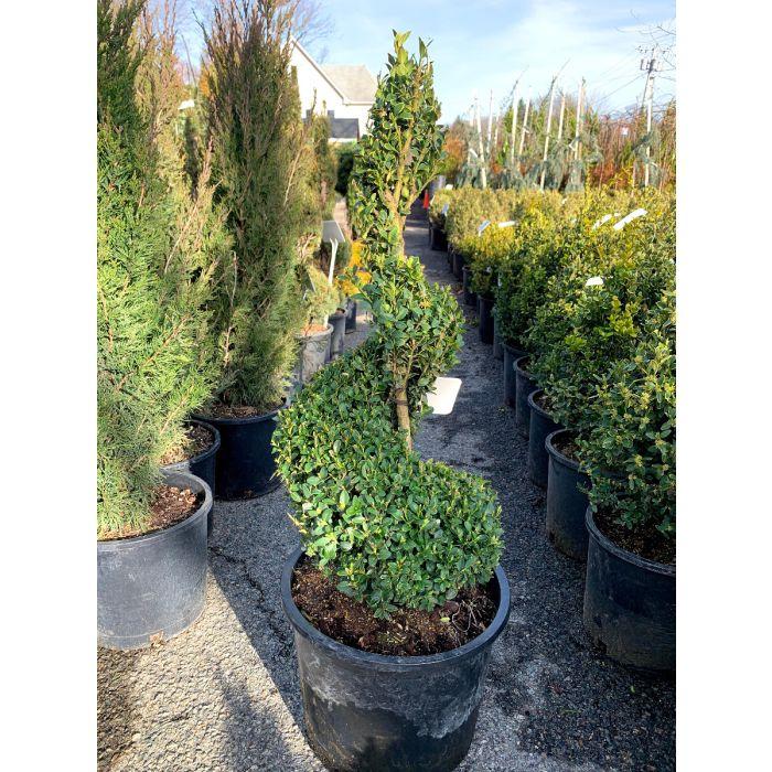 B6 Buxus Green Mountain Topiary Spiral Topiary - View 18 from www redcrocus com