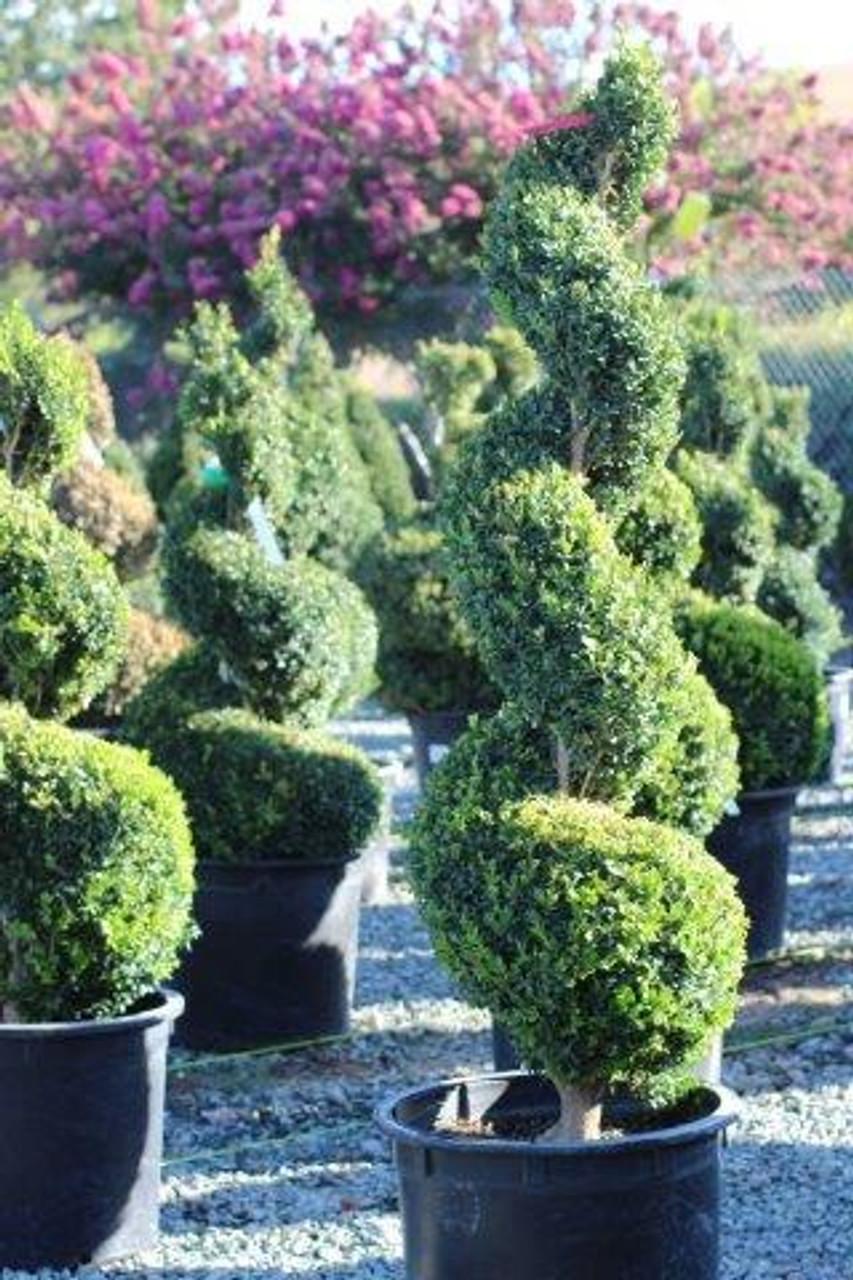 B6 Buxus Green Mountain Topiary Spiral Topiary - View 1 from www redcrocus com
