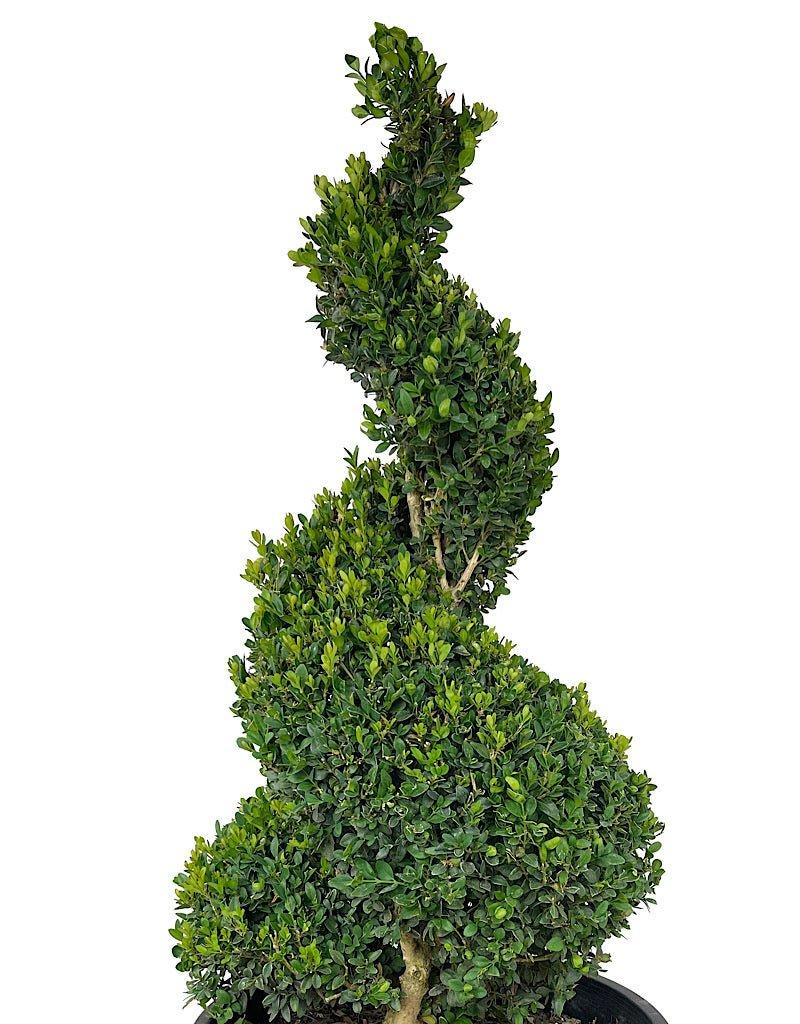 B6 Buxus Green Mountain Topiary Spiral Topiary - View 24 from www redcrocus com