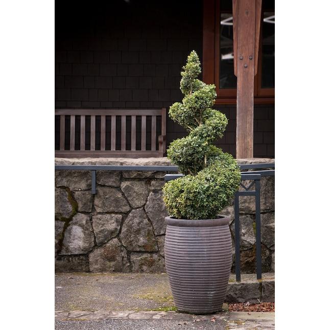 B6 Buxus Green Mountain Topiary Spiral Topiary - View 26 from www redcrocus com