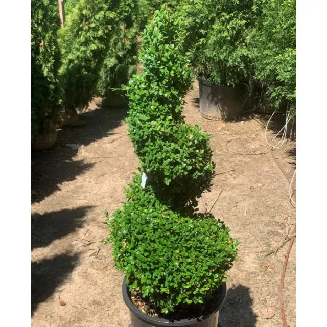 B6 Buxus Green Mountain Topiary Spiral Topiary - View 32 from www redcrocus com