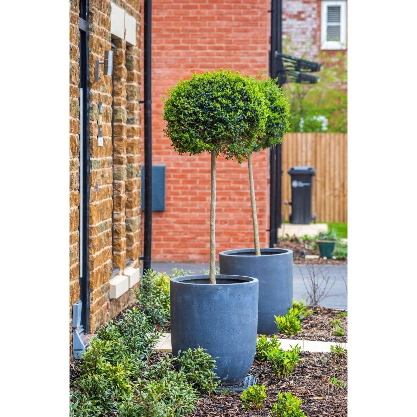 B6 Buxus Green Mountain Topiary Spiral Topiary - View 33 from www redcrocus com