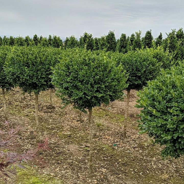 B6 Buxus Green Mountain Topiary Spiral Topiary - View 36 from www redcrocus com