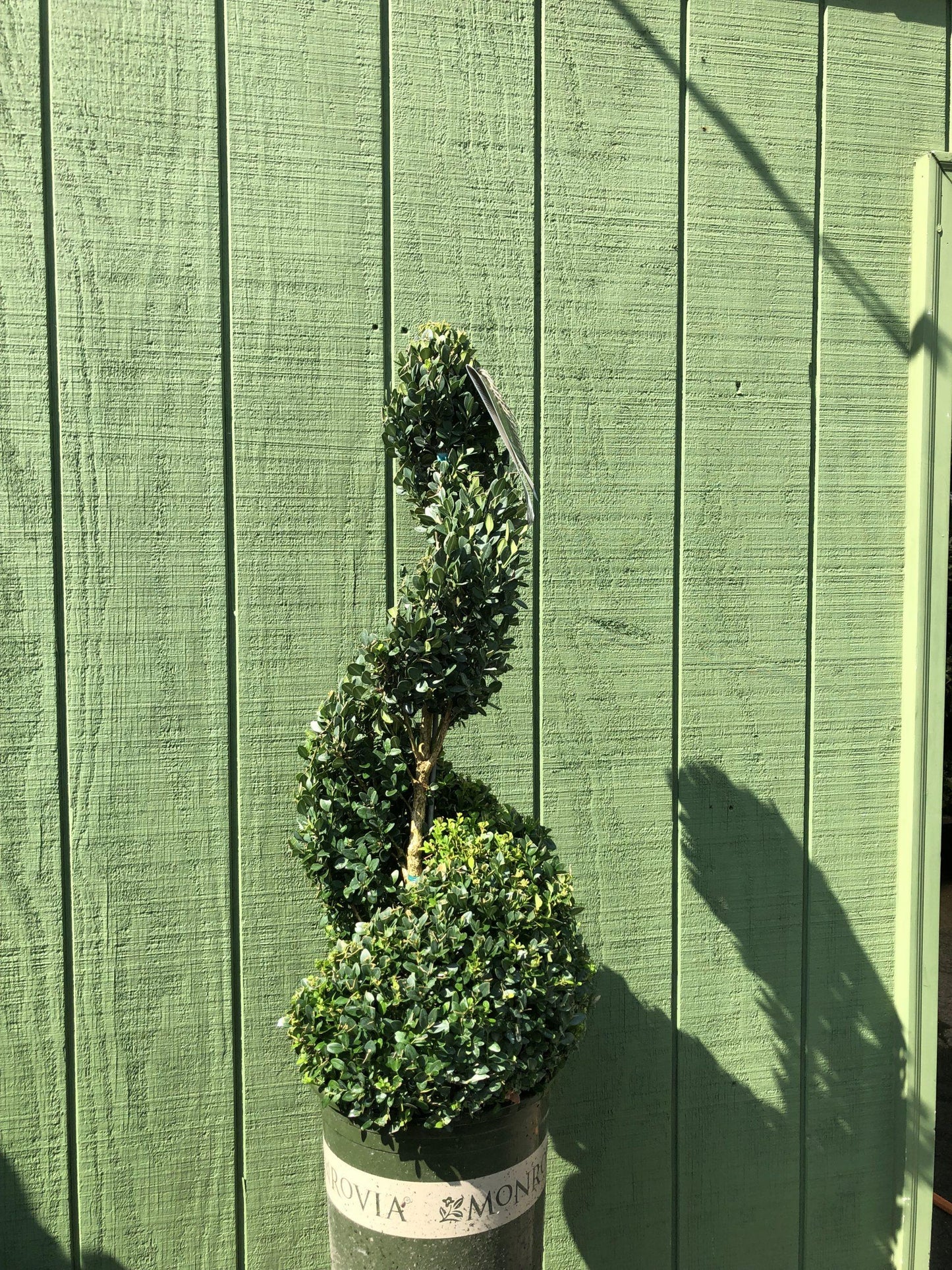 B6 Buxus Green Mountain Topiary Spiral Topiary - View 5 from www redcrocus com