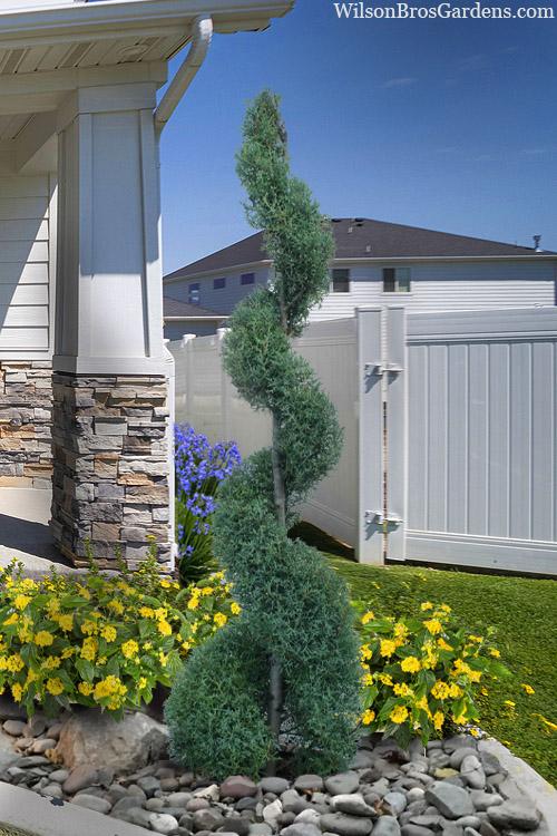 B6 Spiral Topiary - View 10 from www redcrocus com