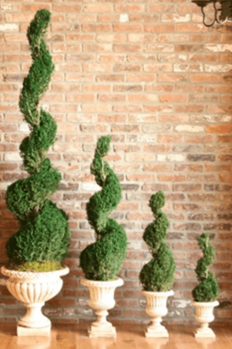 B6 Spiral Topiary - View 25 from www redcrocus com