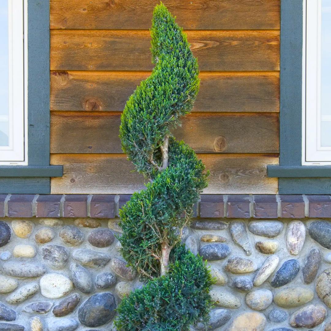B6 Spiral Topiary - View 33 from www redcrocus com