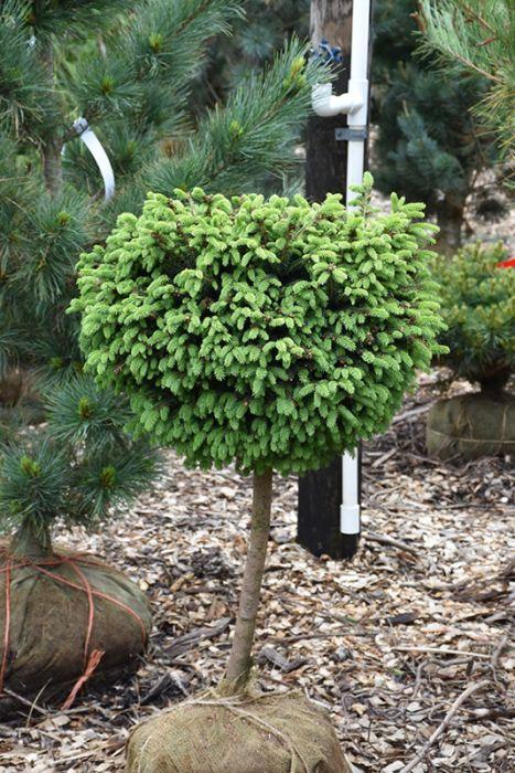 Picea Hexenbessen Topiary Standard Topiary - View 12 from www redcrocus com