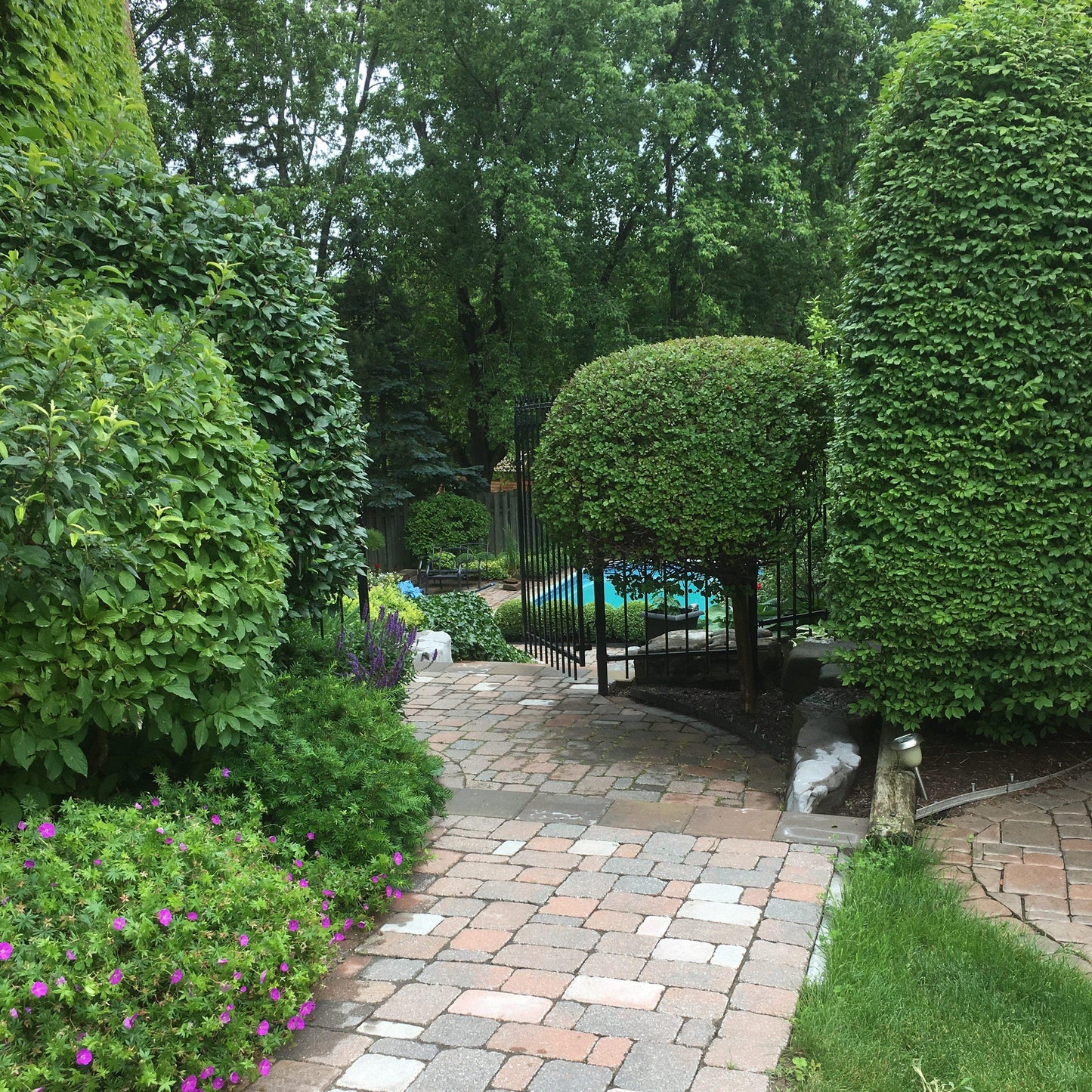 Picea Hexenbessen Topiary Standard Topiary - View 15 from www redcrocus com