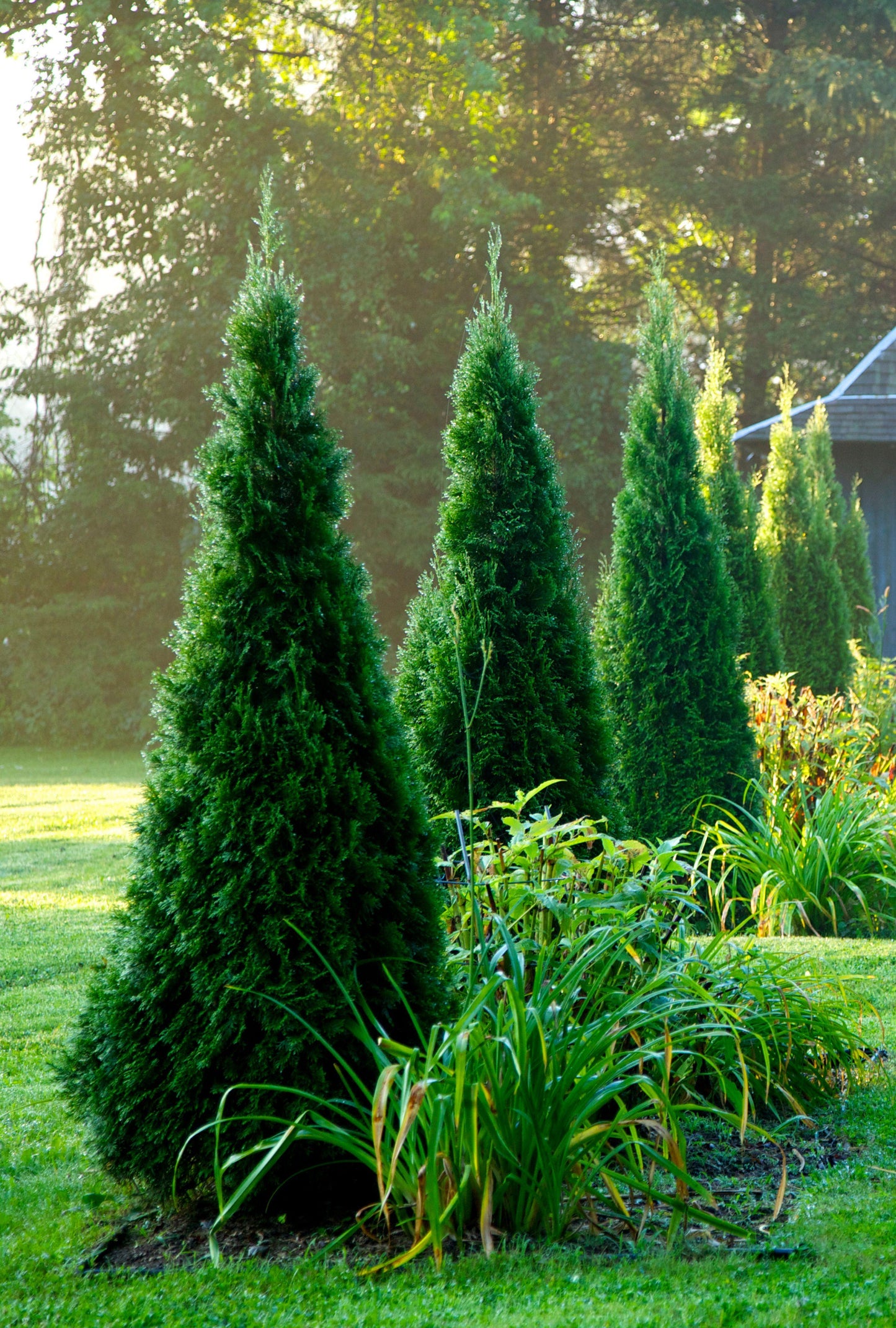 Picea Hexenbessen Topiary Standard Topiary - View 17 from www redcrocus com