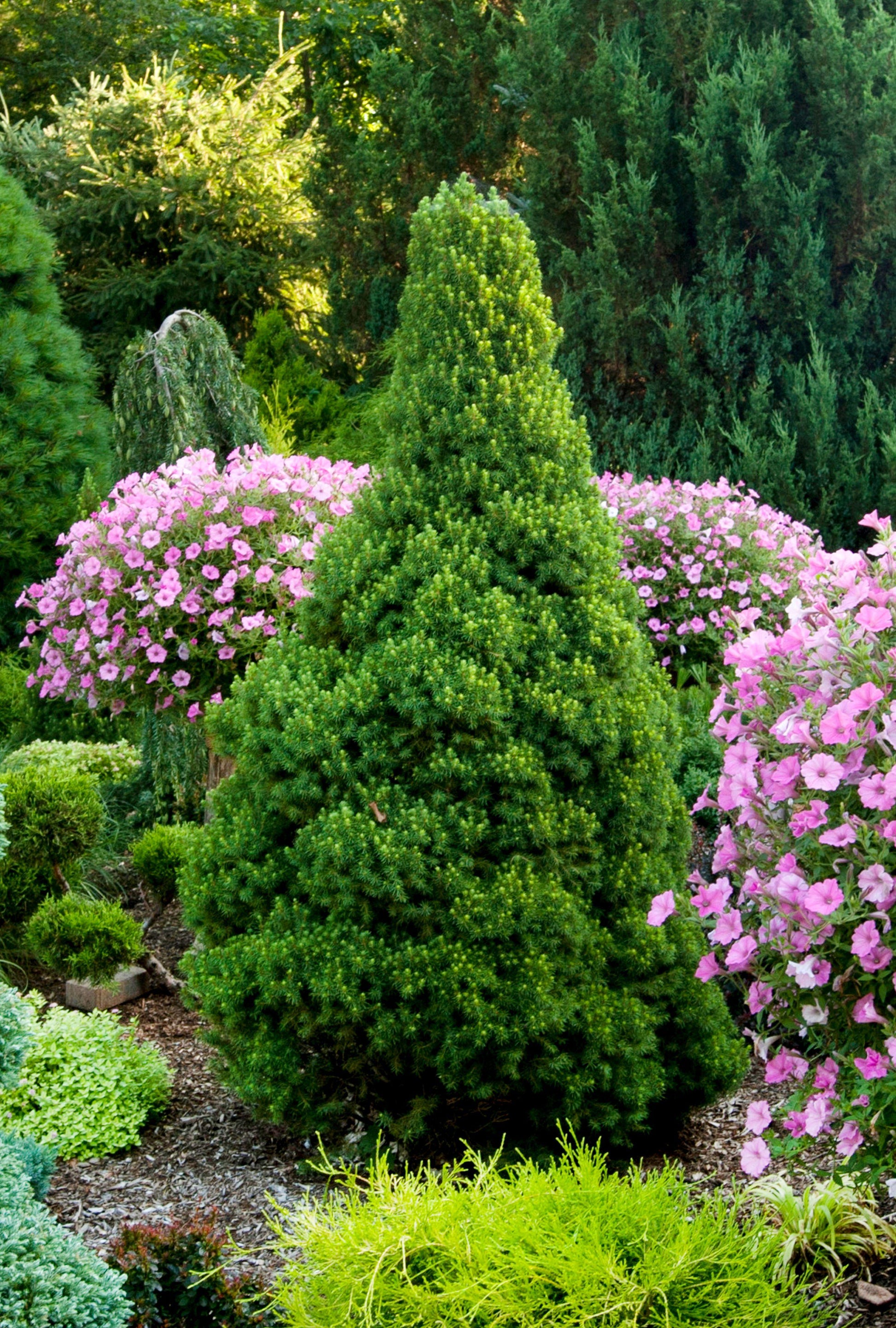 Picea Hexenbessen Topiary Standard Topiary - View 27 from www redcrocus com