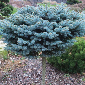 Picea Hexenbessen Topiary Standard Topiary - View 8 from www redcrocus com