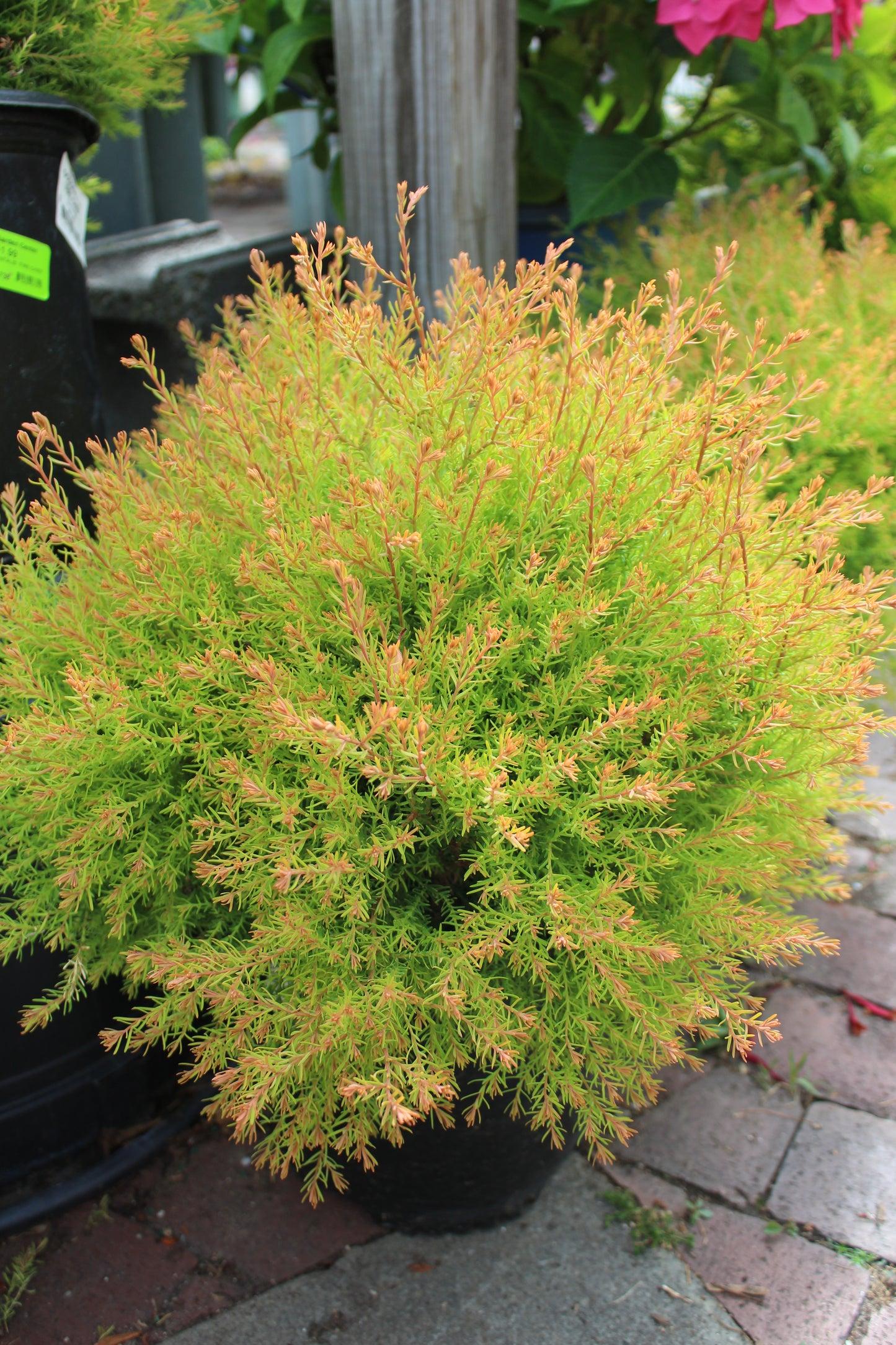 Thuja Occ  Fire Chief Sold Out - View 13 from www redcrocus com