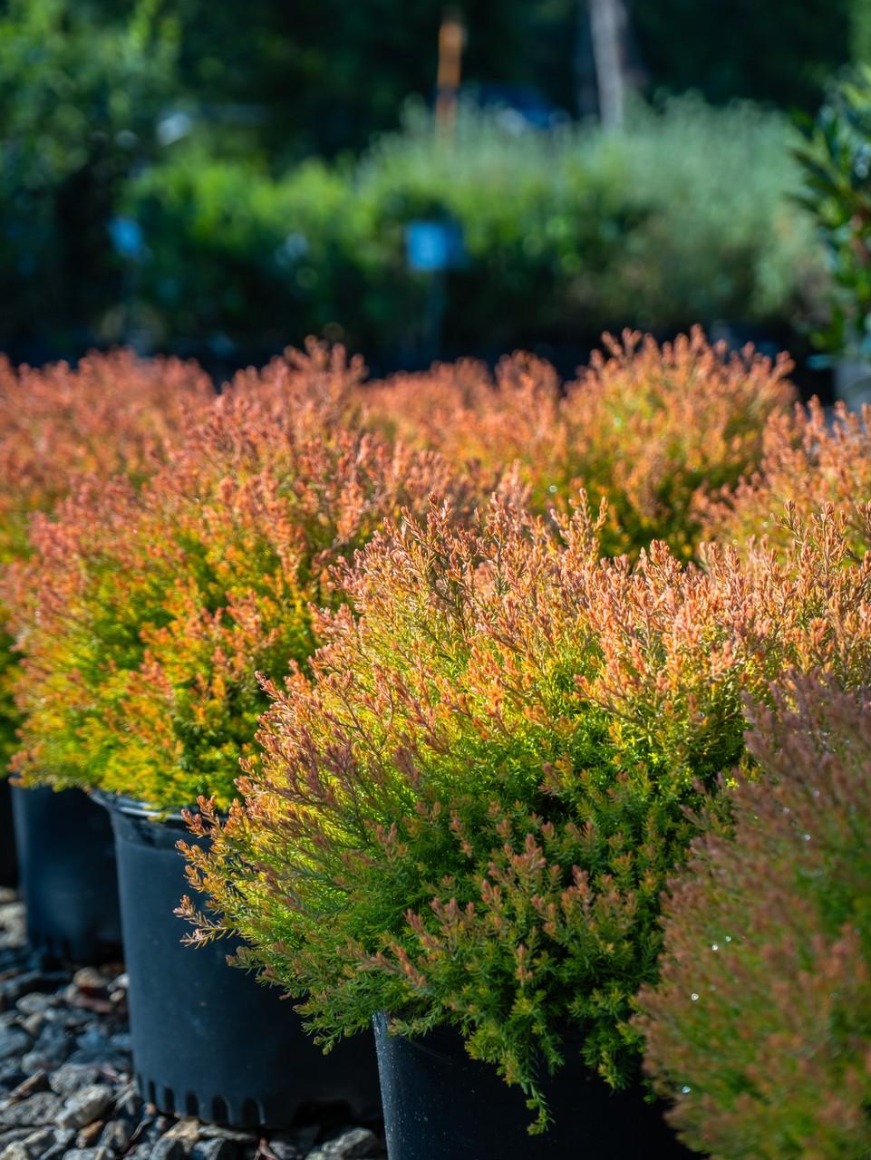 Thuja Occ  Fire Chief Sold Out - View 24 from www redcrocus com