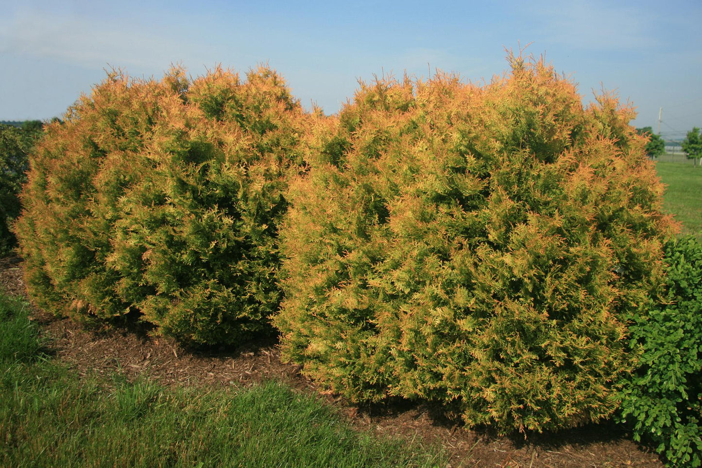 Thuja Occ  Fire Chief Sold Out - View 28 from www redcrocus com