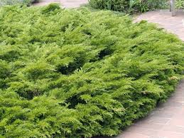 RedCrocus Buffalo Juniper Live Plant - Juniperus 'Buffalo' Evergreen Groundcover, Blue-Green Trailing Foliage, Cold-Hardy Zones 3-7, Ideal for Slopes, Rock Gardens & Containers  1 Gallon Nursery Pot
