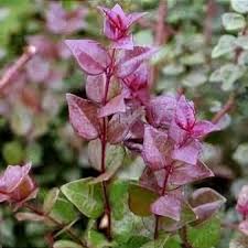 RedCrocus Lonicera nitida 'Red Tips' Box Honeysuckle Live Plant – Evergreen Shrub for Hedges & Topiary, Fast-Growing, Deer Resistant, Pollinator Friendly, Outdoor, Zones 6-9  1 Gallon Nursery Pot