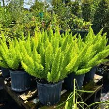 RedCrocus Fern-Foxtail Indoor Plant | Shade-Tolerant Fern for Containers & Gardens | Non-Toxic, Pet-Friendly, 2-3 ft Foliage Plant  10" Pot